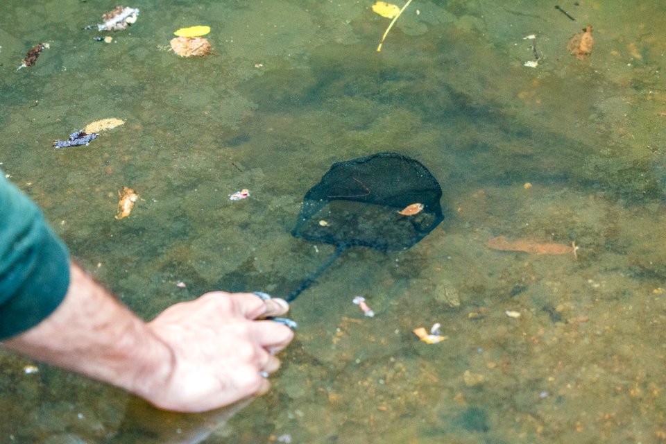 Red Legged Frogs (35995819653)