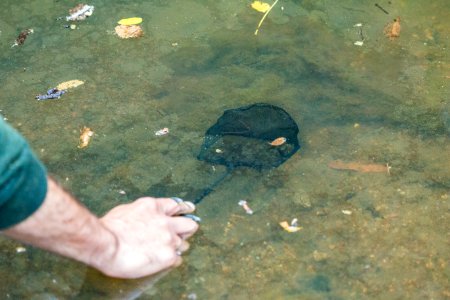 Red Legged Frogs (35995819653)