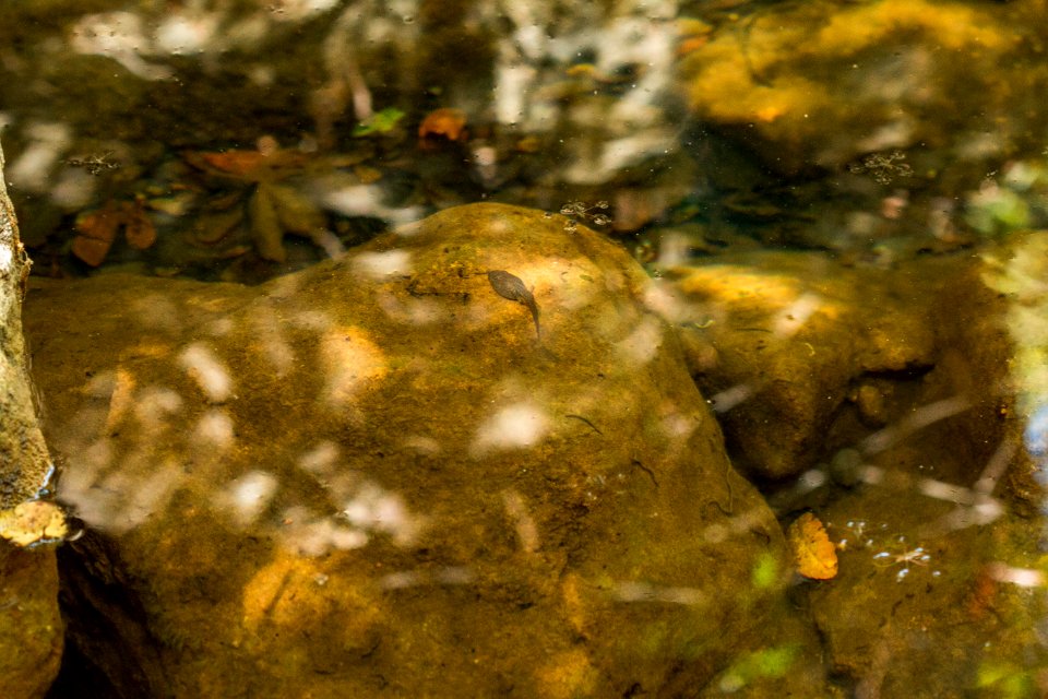 Red Legged Frogs (36408127770)