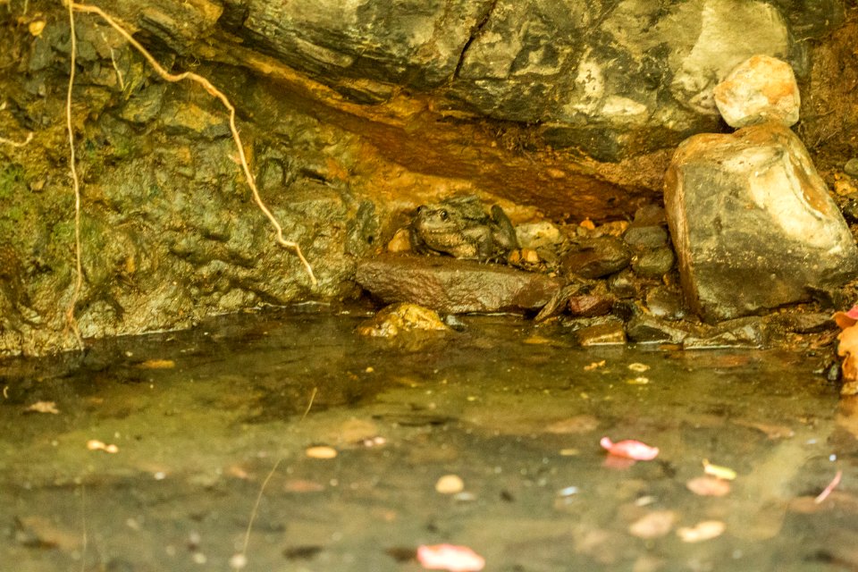 Red Legged Frogs (36805170505)