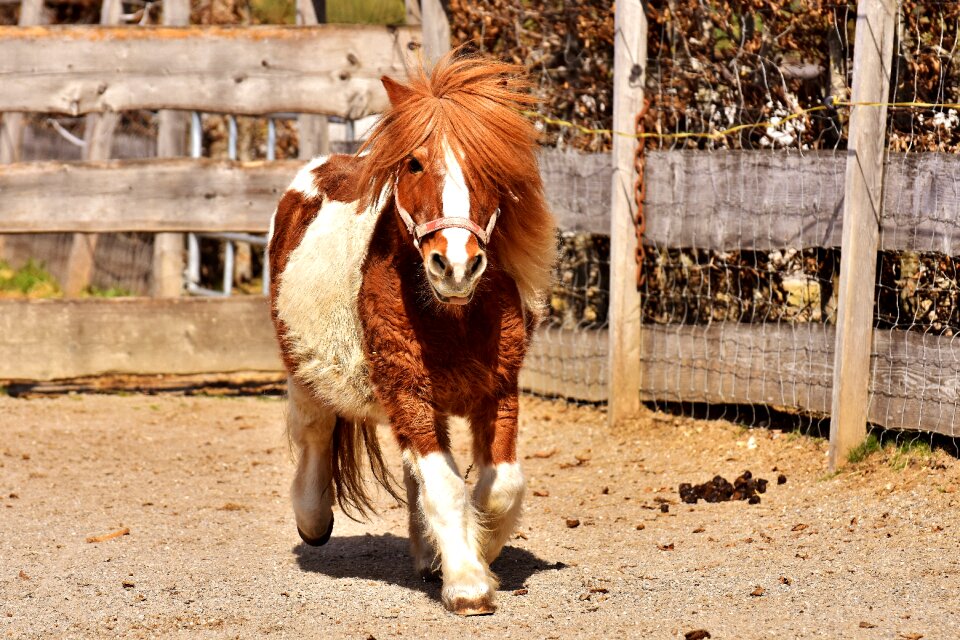 Animal funny nature