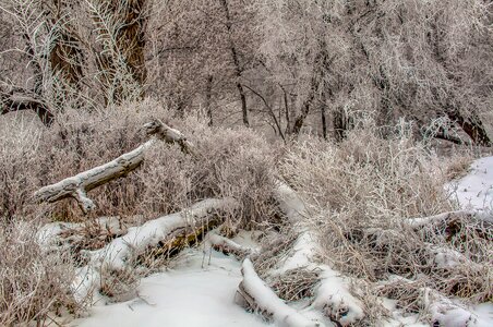 Snow trees landscape photo