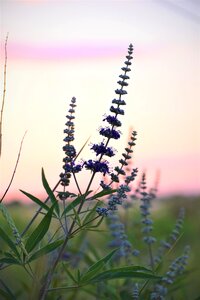 Flower purple heaven