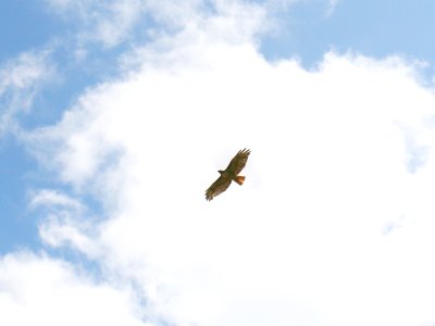Red-tailed Hawk, Circle-X Ranch, Texas (19047886184)