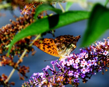 Pearl moth butterfly insect