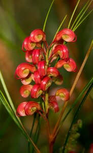 Australian native pink