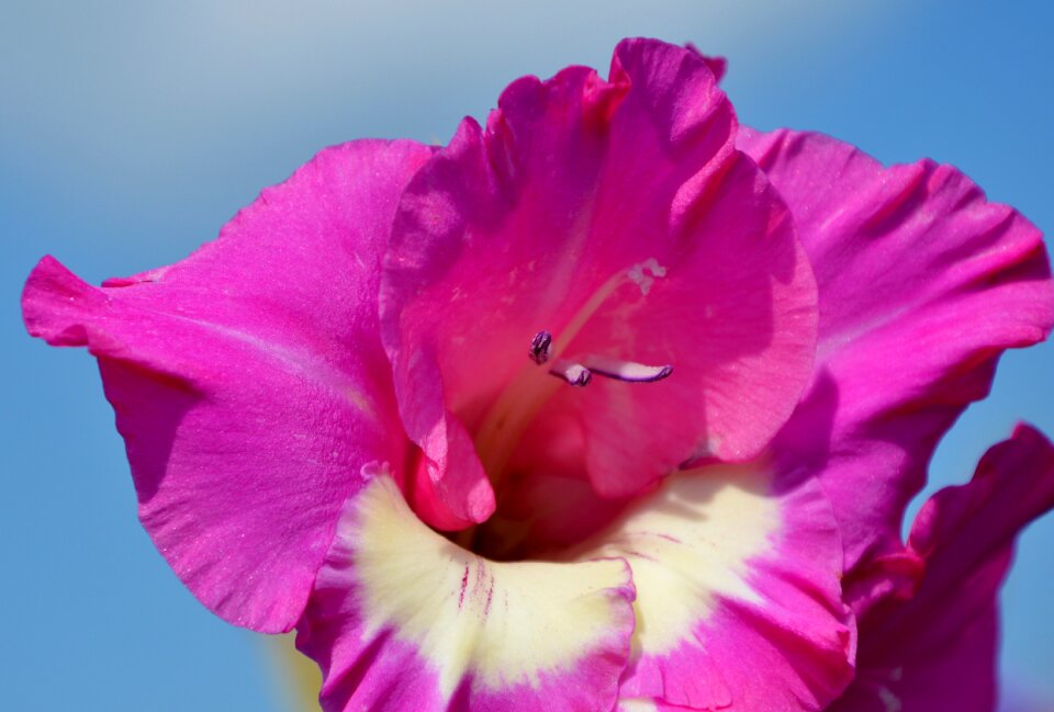 Sword flower blossom bloom