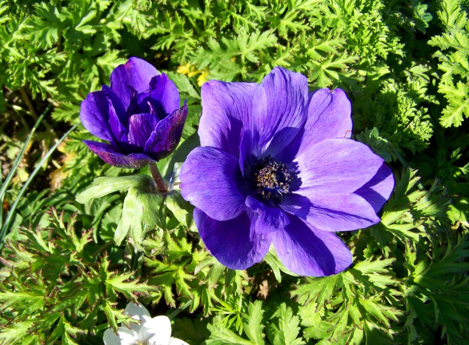 Breeze of roses blue flower flower garden