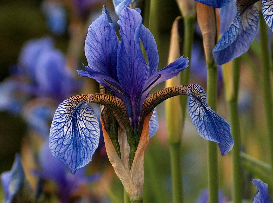 Flower blue nature