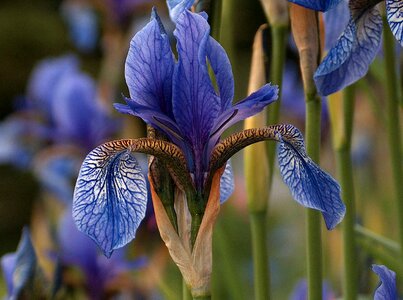 Flower blue nature photo