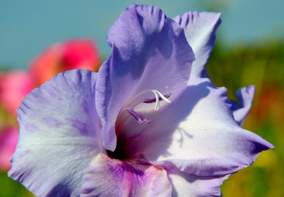 Sword flower blossom bloom