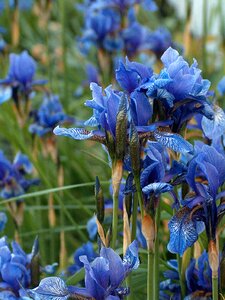 Flower iris blue photo