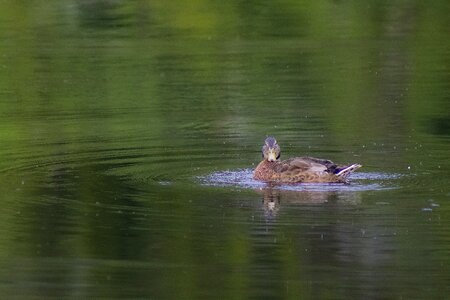 Bird body of water lake