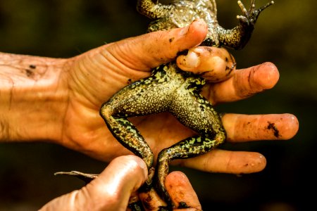 Red Legged Frogs (35995826573)