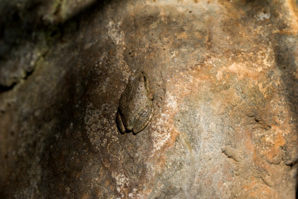 Red Legged Frogs (36408112880)