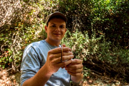Red Legged Frogs (36408169340)