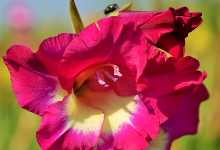 Sword flower blossom bloom