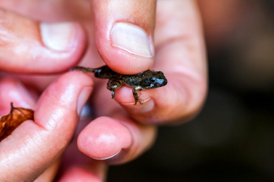 Red Legged Frogs (36634471372)