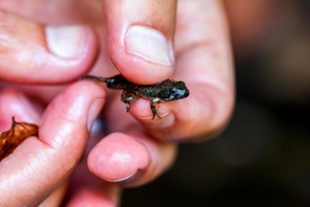 Red Legged Frogs (36634471372)