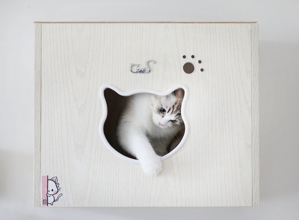 Cat animal pets