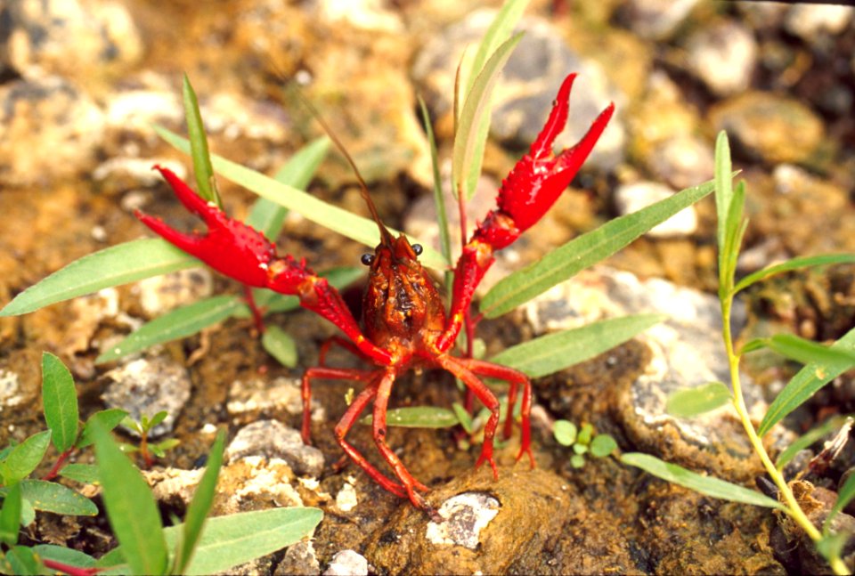Red Swamp Crayfish (11954193476)