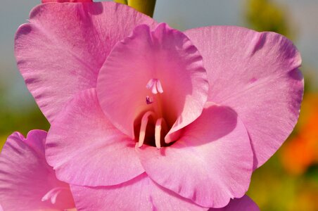 Sword flower blossom bloom