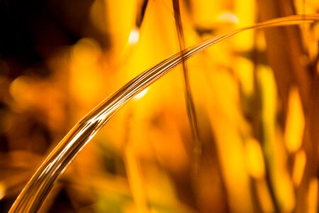 Autumn gold grass