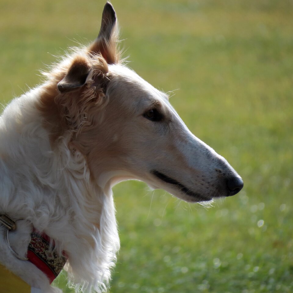Russian wolfhound animal white