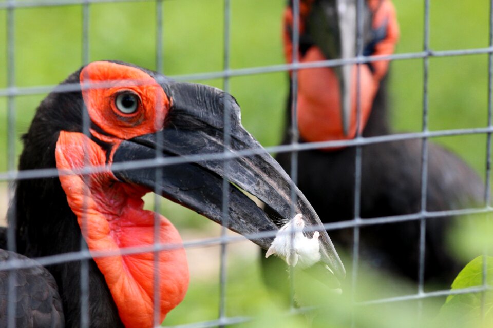 Bird nature animals