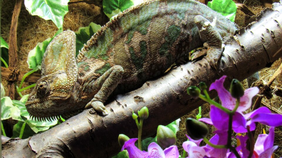 Terraristik yemen chameleon terrarium chamaeleon photo