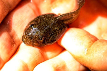 Red Legged Frogs (36805145435)