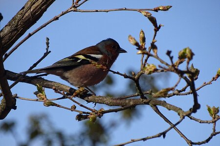 Bird nature little birds