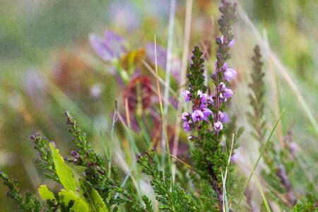 Mountain wildflower wildflower erica