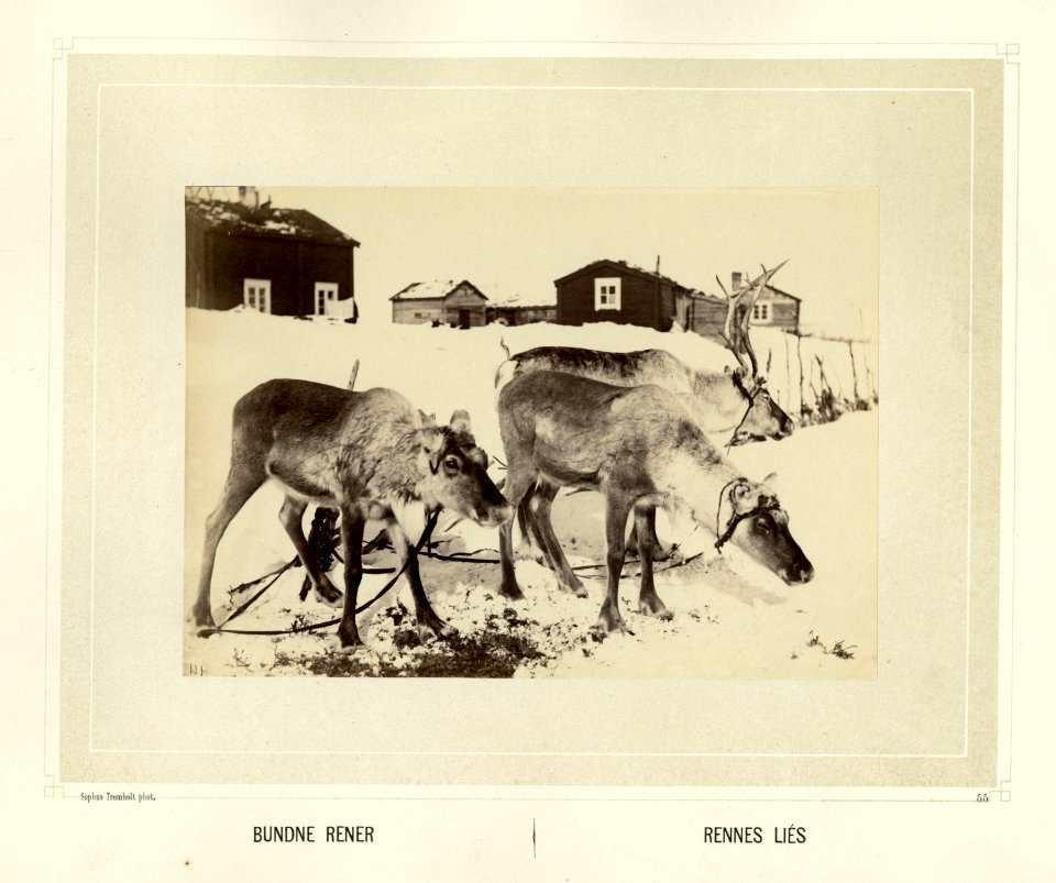Reinsdyr står bundet og spiser foran bebyggelse - Norsk folkemuseum - NF.15006-056