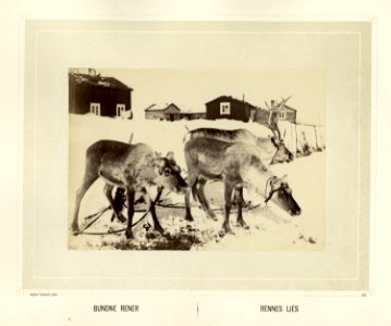 Reinsdyr står bundet og spiser foran bebyggelse - Norsk folkemuseum - NF.15006-056