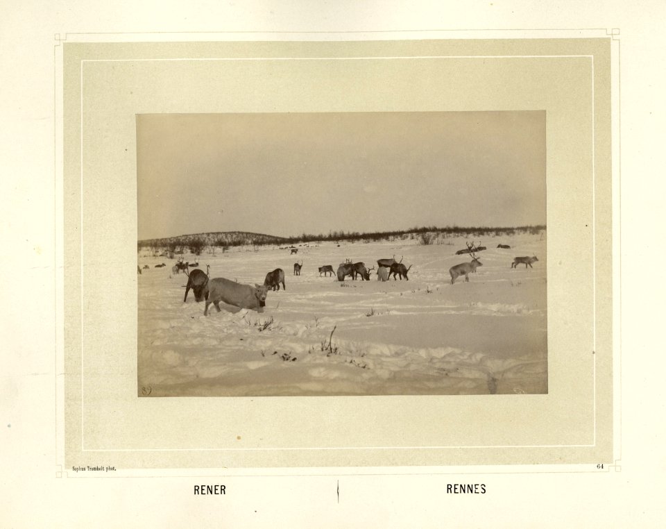 Reinsdyrflokk beiter på en snødekket vidde - Norsk folkemuseum - NF.15006-065
