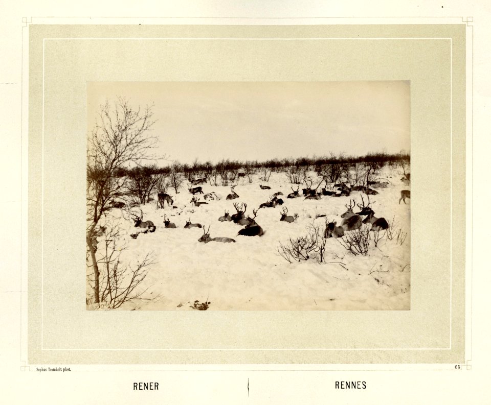 Reinsdyrflokk ligger på snødekke - Norsk folkemuseum - NF.15006-066