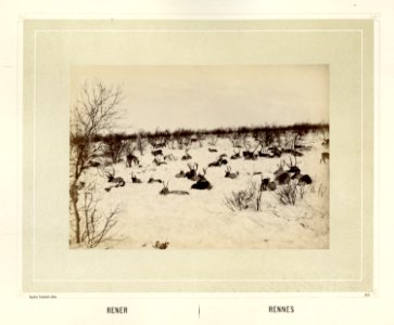 Reinsdyrflokk ligger på snødekke - Norsk folkemuseum - NF.15006-066