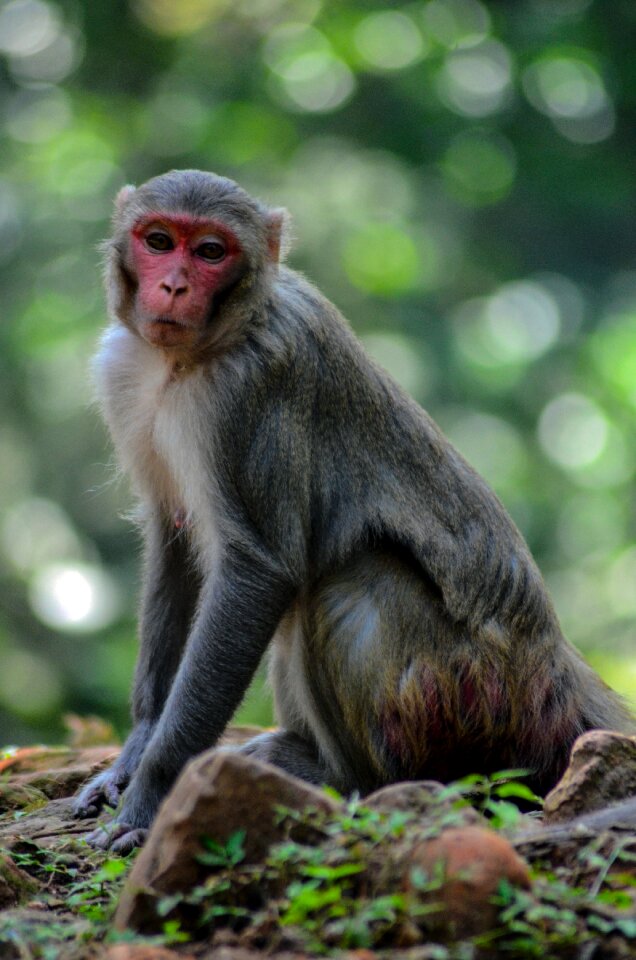 Jungle wild nature