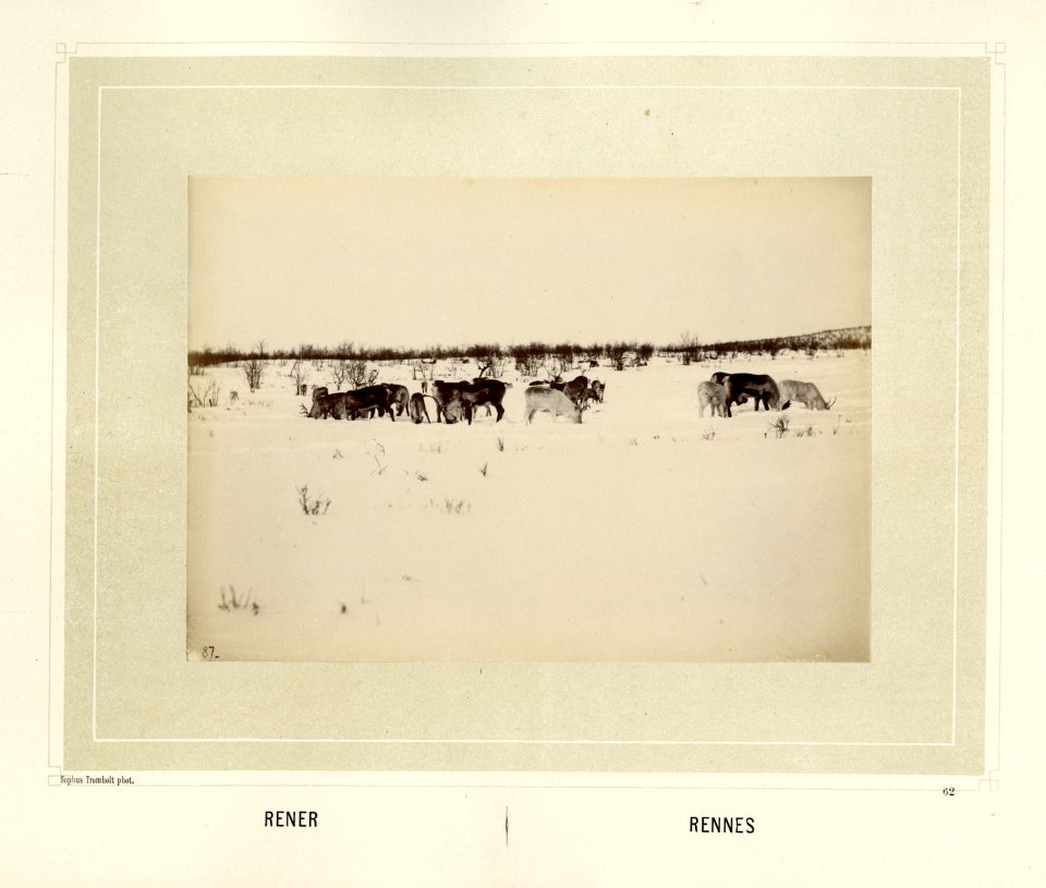 Reinsdyrflokk beiter på den snødekte vidda - Norsk folkemuseum - NF.15006-063