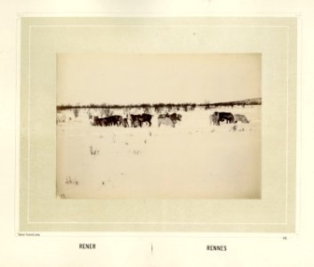 Reinsdyrflokk beiter på den snødekte vidda - Norsk folkemuseum - NF.15006-063