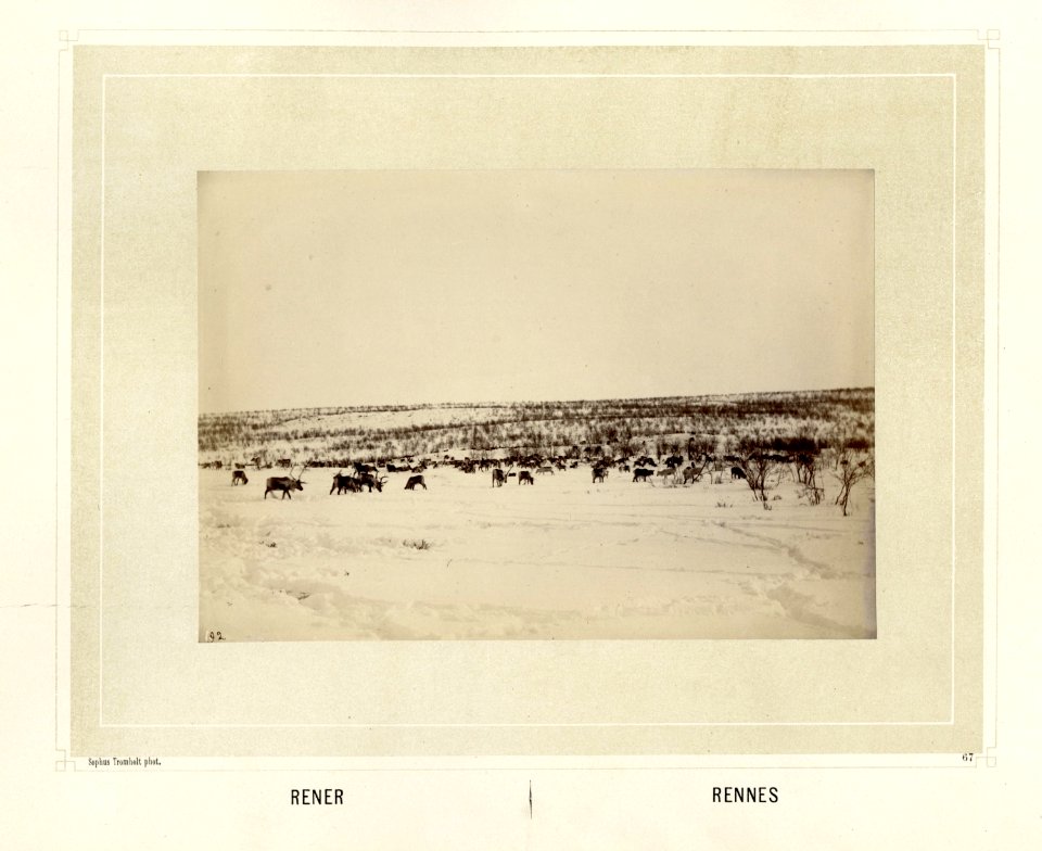 Reinsdyrflokk beiter på en snødekket vidde - Norsk folkemuseum - NF.15006-068