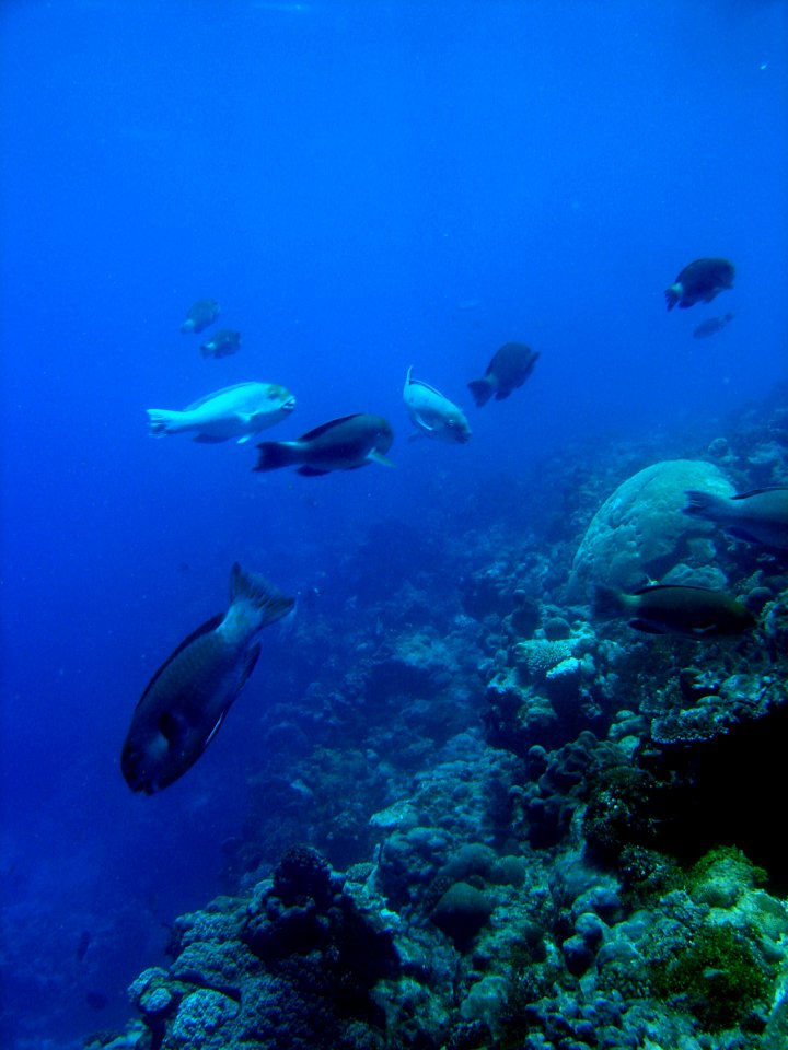 Reef scene with parrotfish (reef094364672)