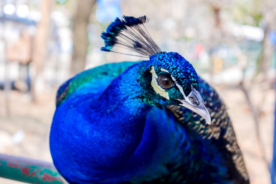 Nature peacock animal