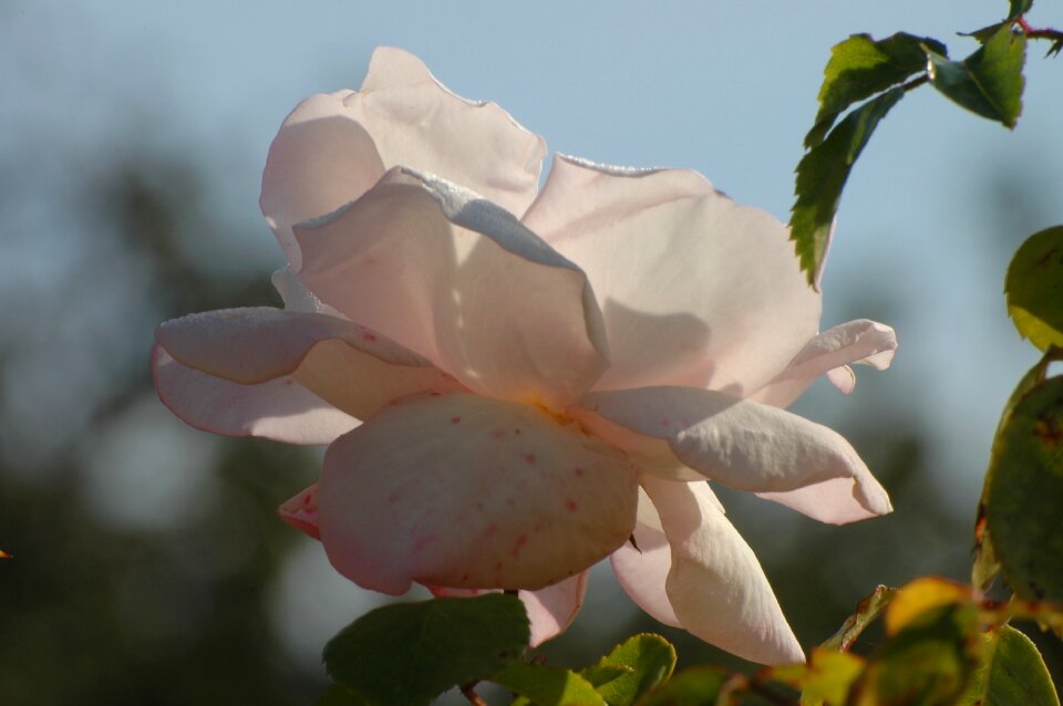 Bloom white rose flower