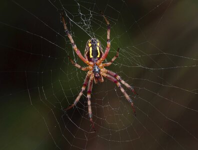 Spiderweb trap cobweb photo