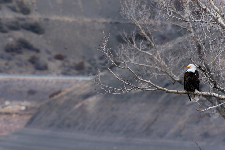 Nature snow winter