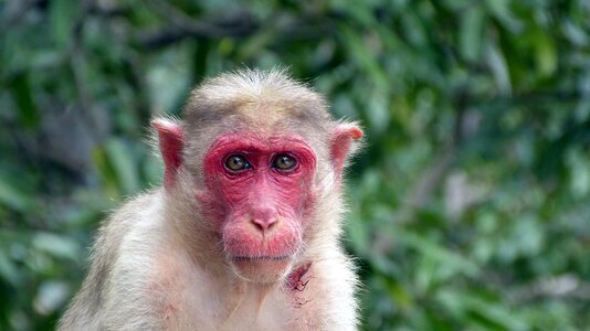 Animal world wild makak