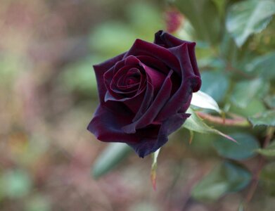 Nature leaf black rose