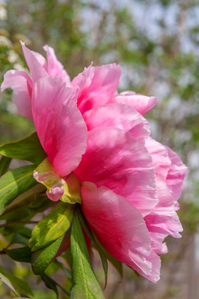 Side petals flower